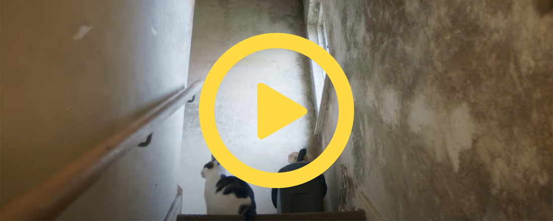 "I feel stressed in this house" – The impact of damp